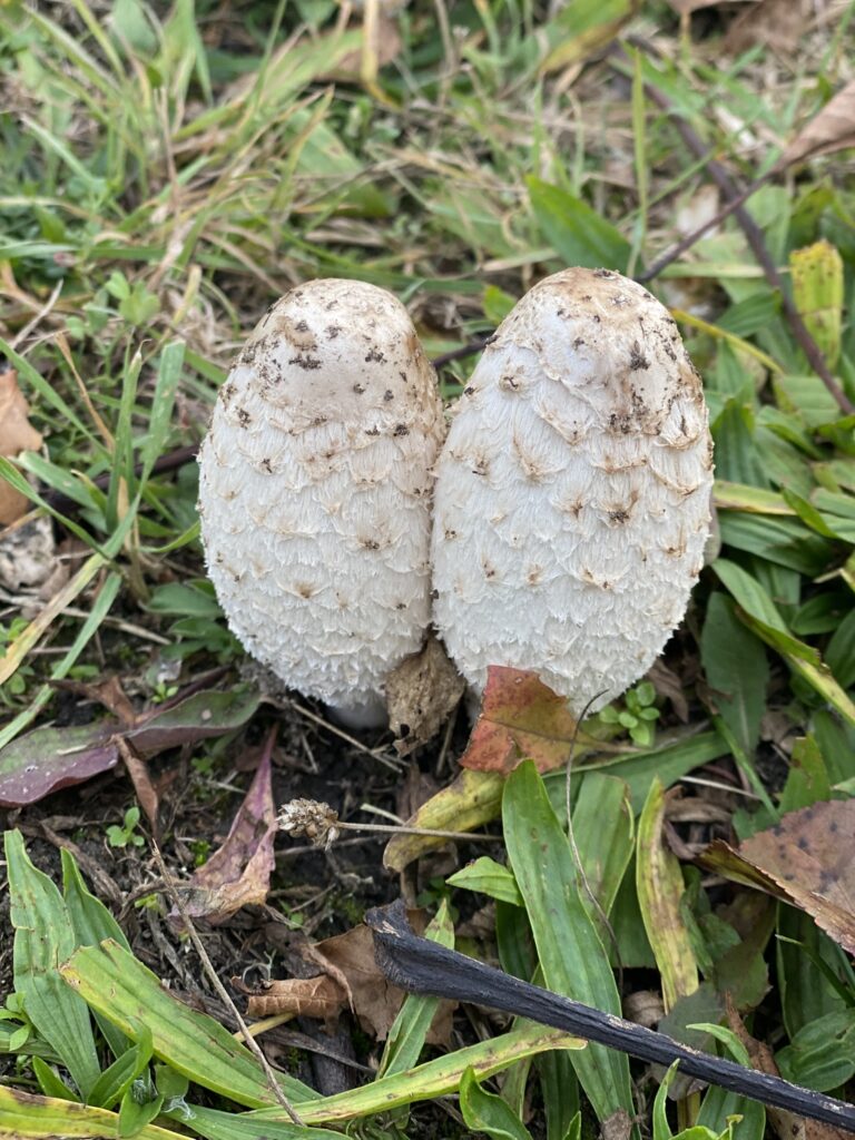 Coprinus