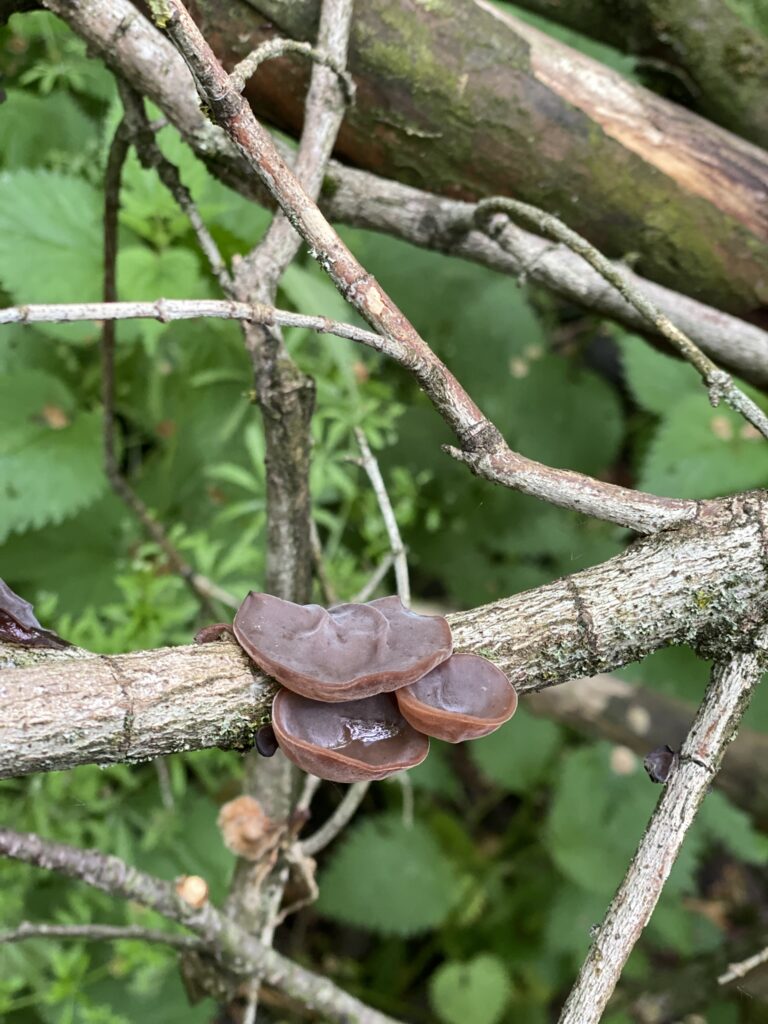 Auricularia